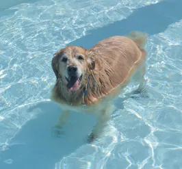 Dog Swim